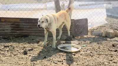 (BARKS AGGRESSIVELY) - From Russia to Iran: Crossing Wild Frontier