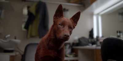 - (BARKS)
- (BOTH SCREAM) - Koko: A Red Dog Story
