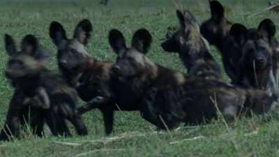 - (BARKS)
-(GROWLS) - Dynasties