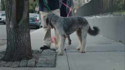 (barks)
Oh, don't worry, he's-- - High Maintenance
