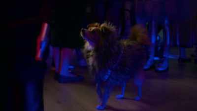 [barks and pants] - The Healing Powers of Dude