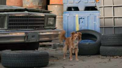 [barks] - The Healing Powers of Dude