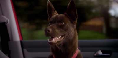 (BARKS) - Koko: A Red Dog Story