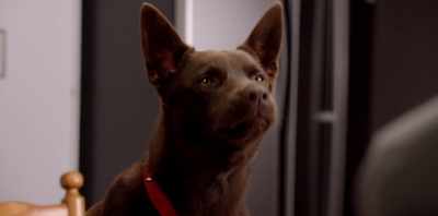 (BARKS) - Koko: A Red Dog Story