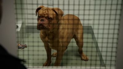 (barks) - Elementary