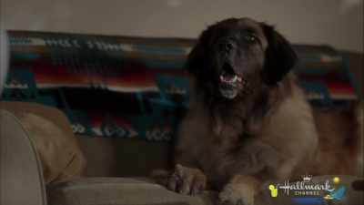 [barks] - At Home in Mitford