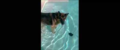 (BARKS) - Megan Leavey