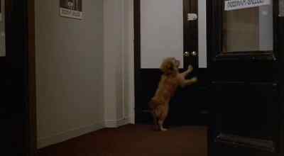 [Barks] - Oh Heavenly Dog