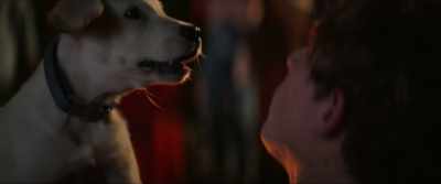 [barks] - Dog Gone