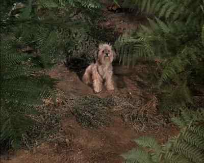 [ Barry ]
Chipper sure likes it. - Land of the Giants