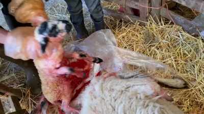 Basically, he's a brother
from another mother, - Our Yorkshire Farm