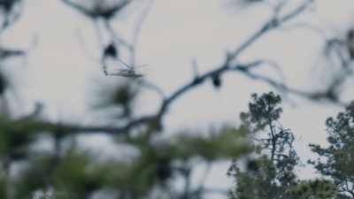 Basically, the only population
of Florida panthers occurs right - Path of the Panther