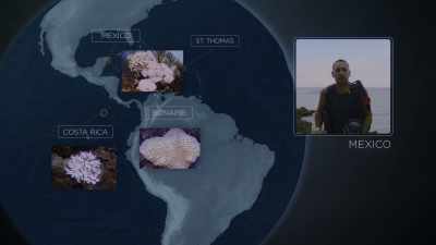 Basically, we've seen...
that one is almost completely bleached. - Chasing Coral