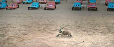 Bathed in the sun.
Slept in the sand. - Barb and Star Go to Vista Del Mar