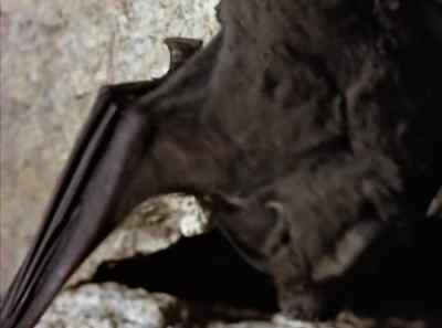 Bats are
the only flying mammals. - The Living Desert