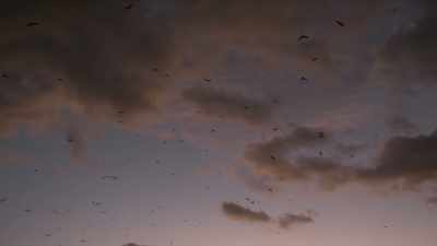[Bats screech] - NCIS: Sydney