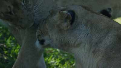 Battered, starving and exhausted,
there is still no relief - Dynasties