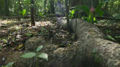 Battles between animals
and plants - The Green Planet