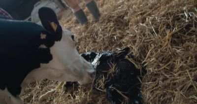 Be a bit-- be a bit careful. - Cow