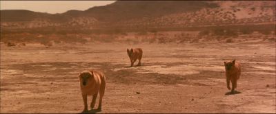 Be cool Dingoes - Kangaroo Jack