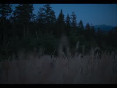 Be gentle with the rabbits. - Train Dreams
