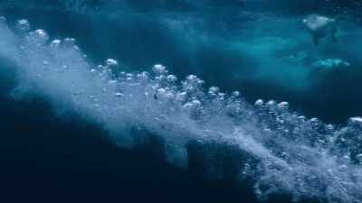 Beaks designed to cut through water, - Super/Natural