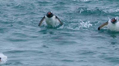 BEAR: A changing climate around Antarctica is helping - Hostile Planet