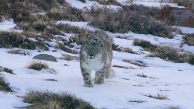 BEAR: A snow leopard. - Hostile Planet