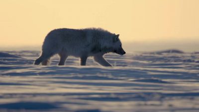 BEAR: In their search for food the arctic wolf pack - Hostile Planet