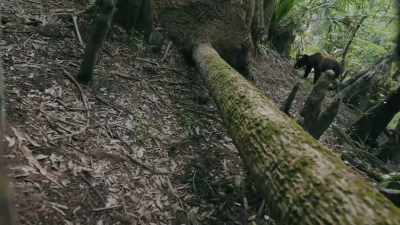 (bear pawing and scratching at camera
throughout) - Path of the Panther