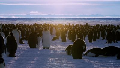BEAR: These Emperor penguins are about to undertake - Hostile Planet