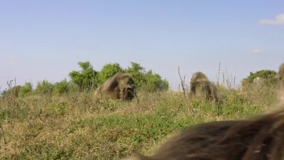 BEAR: Two male Gelada monkeys fight for supremacy. - Hostile Planet