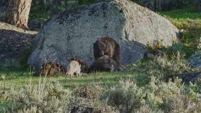 Bears are equally menacing. - Epic Yellowstone
