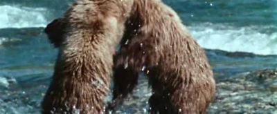 Bears have been known to attack man - Strange Wilderness