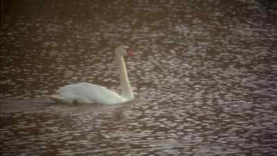 Beautiful birds, them swans. - Picnic at Hanging Rock