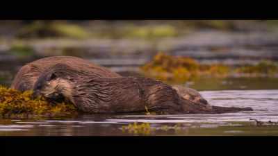 Beauty's a powerful thing when
it catches you off guard, - Billy & Molly: An Otter Love Story