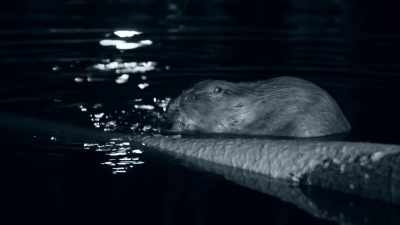 Beavers are still hard to see - Wild Nordic