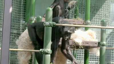 Because they are a group-fed
troop of bonobos, - Secrets of the Zoo
