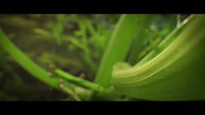 Because carbon dioxide is plant food. - Nova