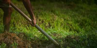 Because we cultivate a lot of varieties, - Omnivore