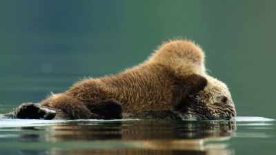 Because despite being born in water, - Wild Babies