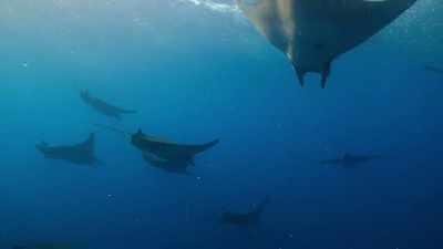 Because we don't fish for them,
lantern fish and their predators thrive. - Our Planet