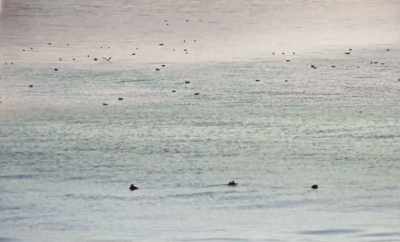Because they feed in the open sea - Geographies of Solitude