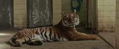 Because we have to remember - Tigers Are Not Afraid