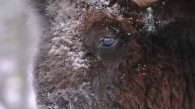 Because I really do think
that they have seen - The American Buffalo