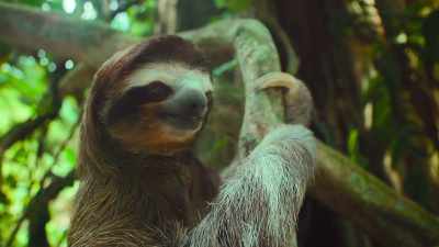 Because in life, - The Secret Lives of Animals