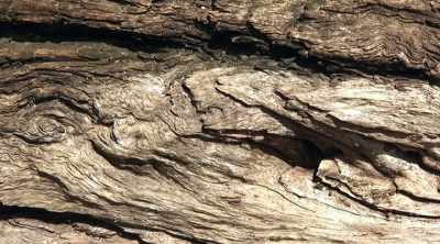 Because it's formed
of organic material, - Mysteries of the Deep