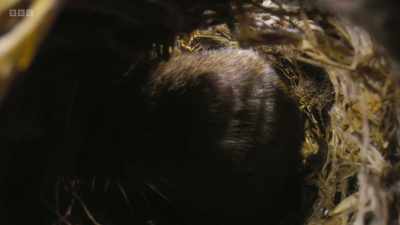 ..because it's time to feed
her babies. - Wild Isles