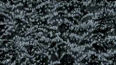 Because, even now,
the starlings are not safe. - Wild Isles