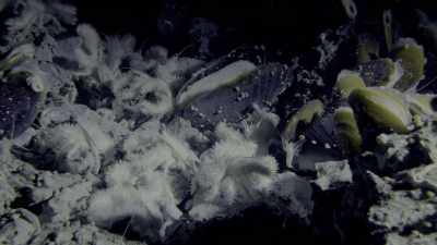 Because of their hairy arms - Oceans: Our Blue Planet